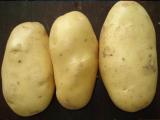 Big-Fresh-Potato